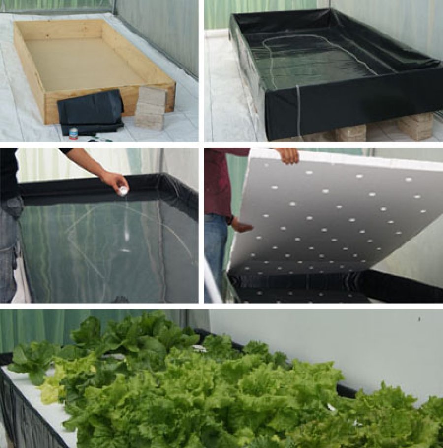 IMAGEN INTERNET CULTIVO SIN SUELO. Una muestra de cómo se realiza.