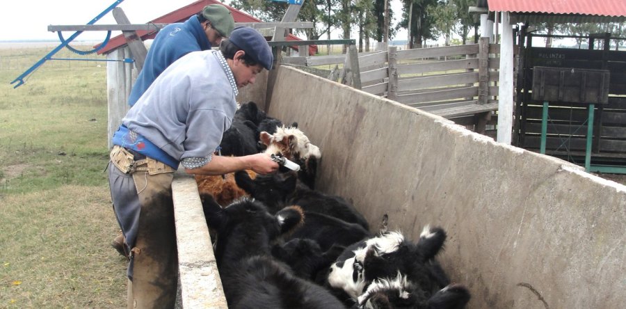 FOTO ARCHIVO BOVINOS. Fue probada con éxito una vacuna contra una enfermedad. IMAGEN INTERNET