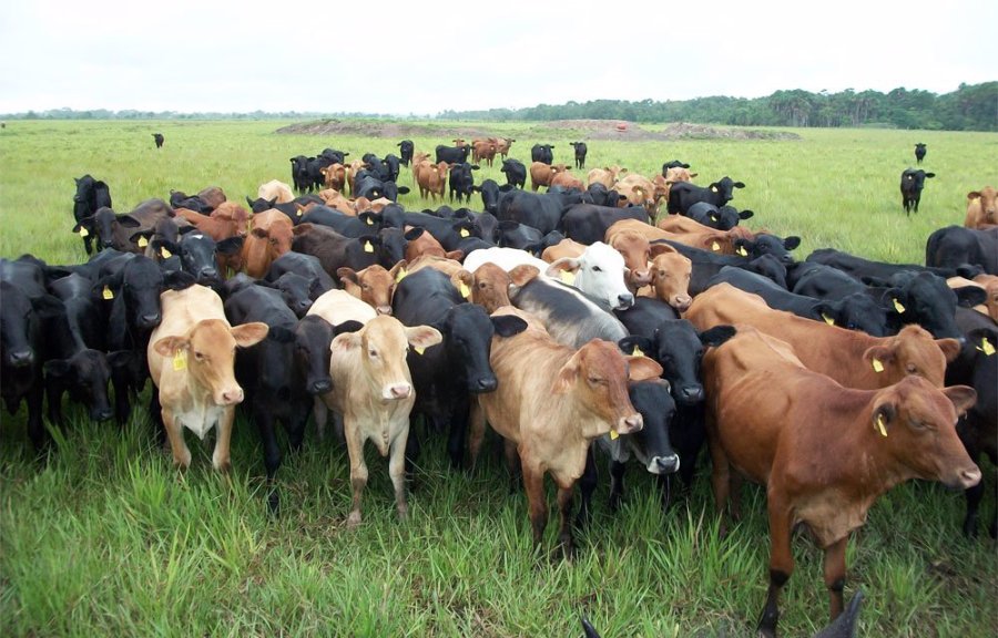 FOTO ARCHIVO OFERTA GANADERA.  Alcanza y sobra carne en el mercado tanto interno como externo. FOTO ARCHIVO IGNACIO IRIARTE. El analista ganadero trazó un interesante panorama.