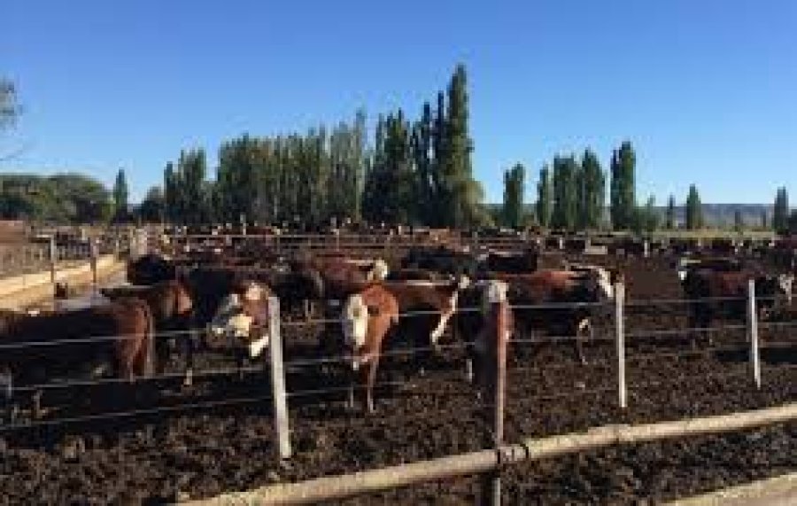 FOTO ARCHIVO GANADO BOVINO. Fue detectado un virus que se confunde con la aftosa. FOTO INTERNET LOBRE DE AFTOSA. Algo sumamente importante para el país.