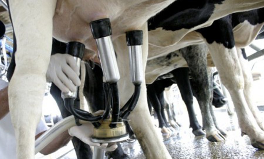 FOTO ARCHIVO TAMBOS. En el sector analizan lo que podría pasar. FOTO ARCHIVO RENTABILIDAD. Expectativa ante una presunta pérdida en este sector.