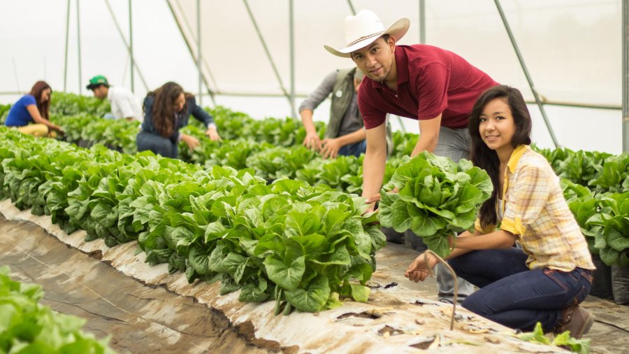 FOTO INTERNET AGRICULTURA SUSTENTABLE.  Lo que se impondrá en un futuro no lejano. FOTO INTERNET AGRICULTURA SUSTENTABLE. La importancia de la sostenibilidad en la producción agrícola.