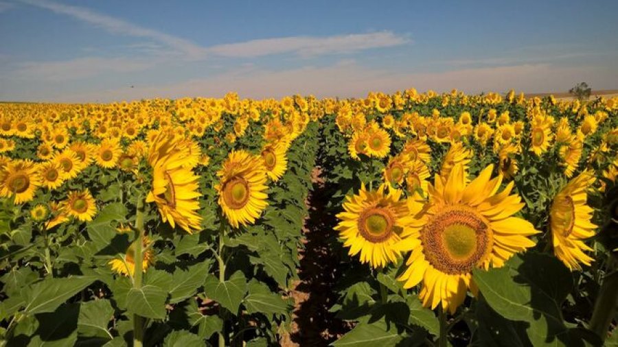 FOTO INTERNET OLEAGINOSAS. Estuvieron presentes en 14.391.624,7 hectáreas. FOTO INTERNET CEREALES. Fueron sembradas  11.387.352,3 hectáreas.