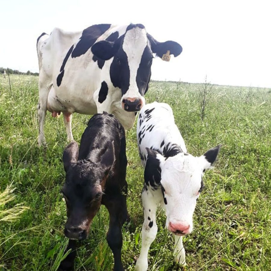 FOTO INTERNET DOS TERNEROS. Los animales tienen padres distintos. FOTO INTERNET. Tiempo de obtener energías.