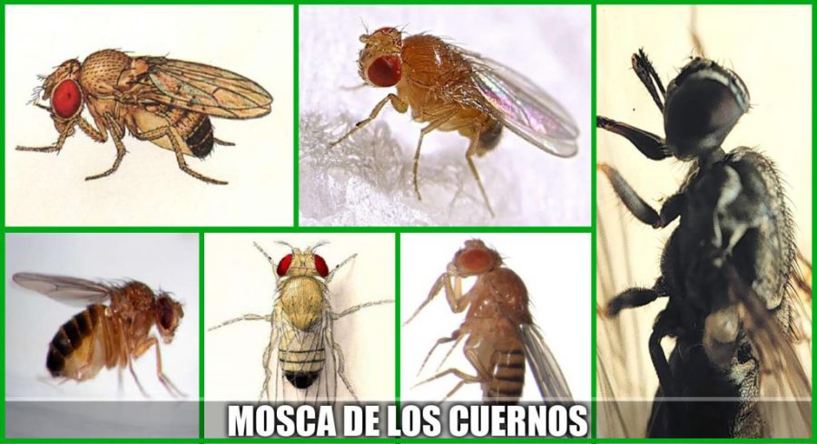 FOTO INTERNET UNA IDENTIFICACION. Así se muestra a un flagelo por que se buscan soluciones  FOTO ARCHIVO MOSCAS DE LOS CUERNOS. Exploran alternativas a insecticidas para eliminarlas.