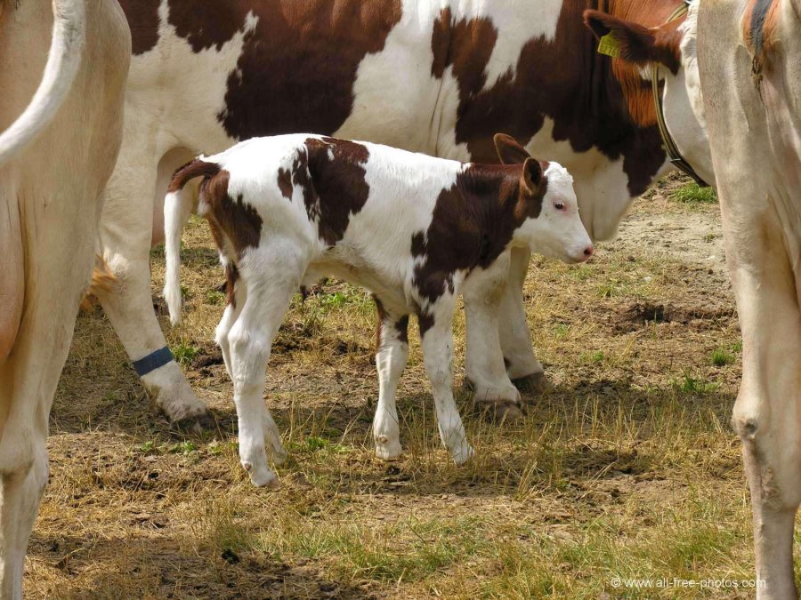 FOTO INTERNET PABLO R. PAGELLA. Con orgullo muestra un importante logro.  FOTO ARCHIVO TERNERA. Un animal similar se convierte en una de las mejores.
