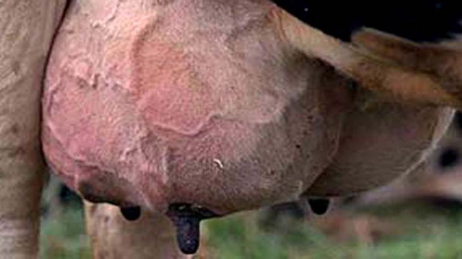 FOTO INTERNET MASTITIS BOVINA. Desarrollaron un tratamiento alternativo y biocompatible para combatirla.
