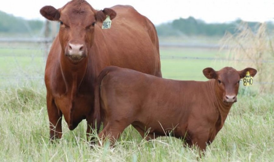 FOTO INTERNET INFORMACION. La brindó Martín Goldstein, presidente del Comité Organizador del Mundial Brangus 2020.  FOTO ARCHIVO RAZA BRANGUS. Se realizará un Congreso Mundial en abril próximo.