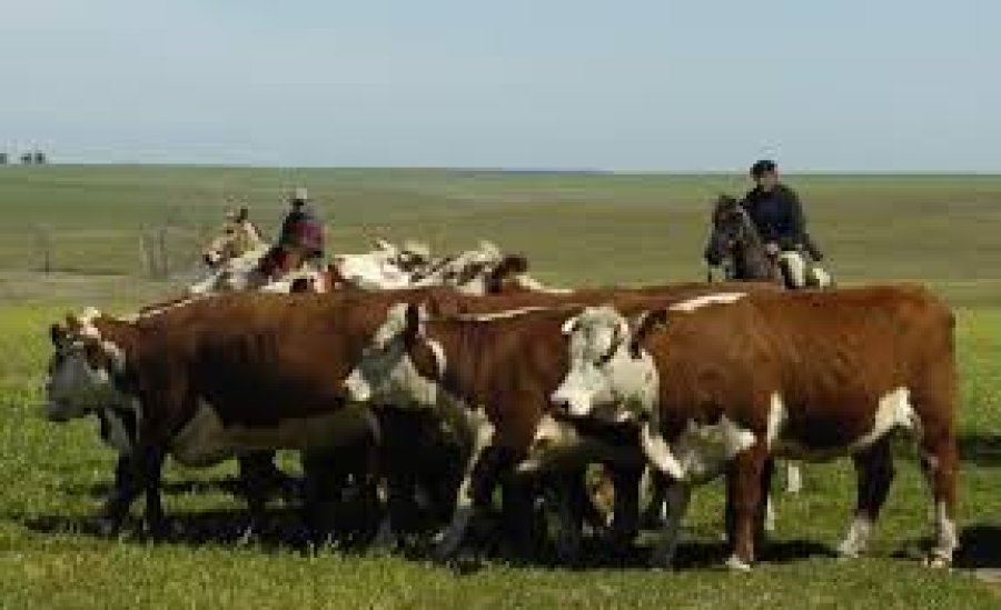 FOTO ARCHIVO GANADO. Recomiendan el monitoreo permanente de los potreros y de los alimentos, para prevenir la diplodiosis.