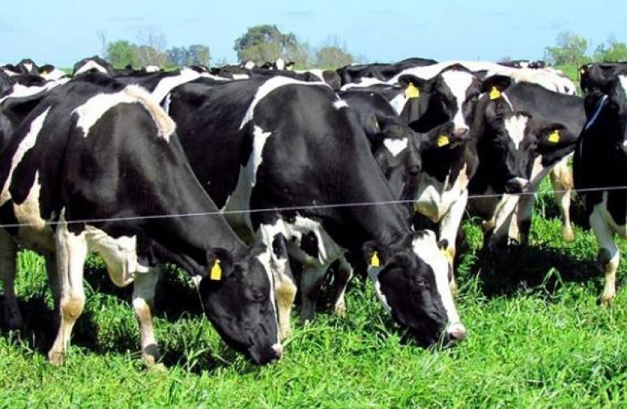 FOTO ARCHIVO GANADO. Brindan recomendaciones para minimizar los efectos del calor.