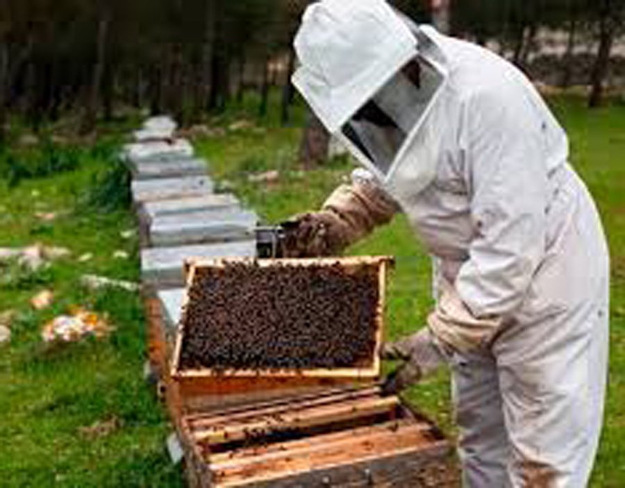 FOTO INTERNET ABEJAS. Se dio a conocer un tratamiento en colmenas.  FOTO ARCHIVO COLMENAS. Tiempo del tratamiento contra la varroosis.