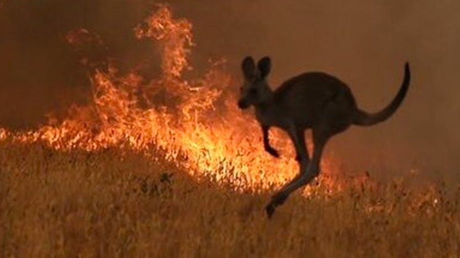 FOTOS AFP DRAMATICO. Un canguro intenta ponerse a salvo.  BOMBEROS. Contin&uacute;an luchando contra el fuego.