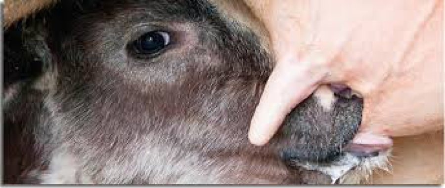 FOTO INTERNET CALOSTRO. Primer alimento que recibe el ternero, durante los primeros días de vida externa.