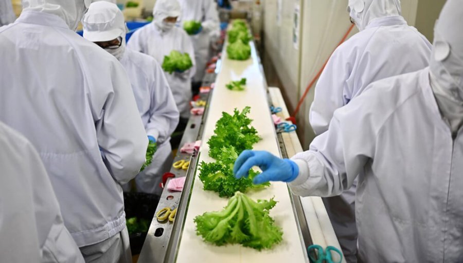 FOTO INTERNET LECHUGA. Se obtiene sin tierra ni pesticidas.  FOTO INTERNET EL CUIDADO. Es estricto y constante.