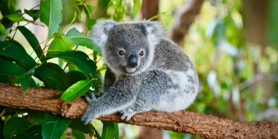 FOTOS ARCHIVO KOALA. Fue declarado "funcionalmente extinto" a ra&iacute;z de los voraces incendios.  CANGURO. Una madre le brinda protecci&oacute;n a su hijo carg&aacute;ndolo en su "bolsa".
