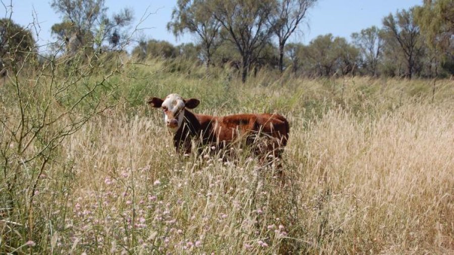 FOTO INTERNET EFICIENCIA. Lograr que la ganadería sea competitiva, es clave para el desarollo del Norte cordobés.