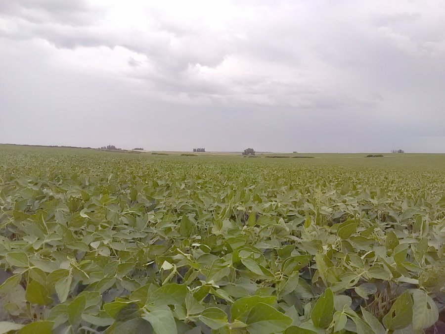 FOTO ARCHIVO LLUVIAS. Se darían con mayor frecuencia e intensidad.  FOTO ARCHIVO SEMBRADIOS. Se presume un escenario de alta productividad.