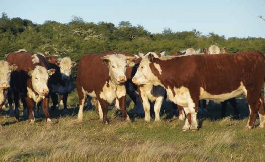 FOTO ARCHIVO GANADO. En España producir un kilo de ternero, es más caro que en Brasil y Argentina.  IMAGEN ARCHIVO BREXIT.  Genera preocupación en España.