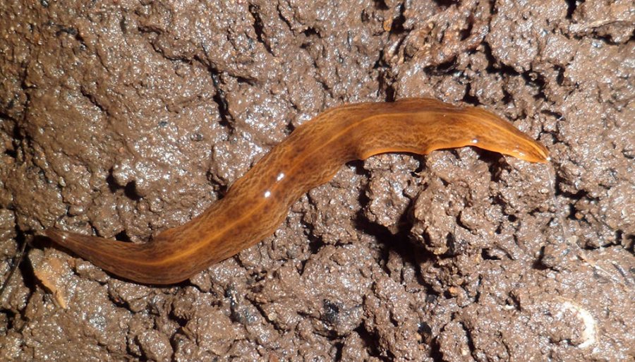 FOTO INTERNET OBAMA MUNGARA. Especie depredadora de los animales del suelo, que pone en riesgo a la fauna.  FOTO INTERNET OBAMA NUNGARA . El gusano carnívoro que "invadió" Francia.