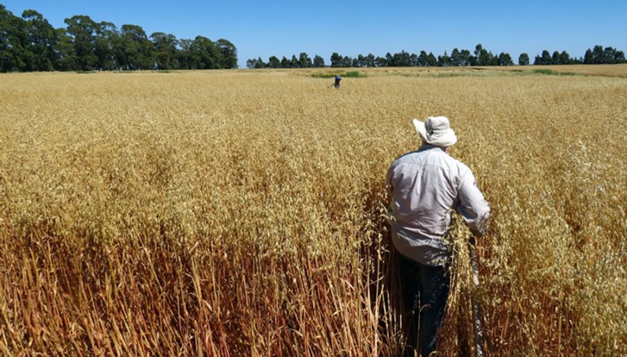 FOTO INTERNET EL CULTIVO. Se presentó una nueva variedad de avena blanca: Paloma INTA. FOTO INTERNET PALOMA INTA. Está inscripta en el Registro de Cultivares del Instituto Nacional de Semillas.