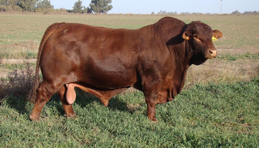 FOTO INTERNET GENETICA BOVINA. Brasil la importará desde Argentina.