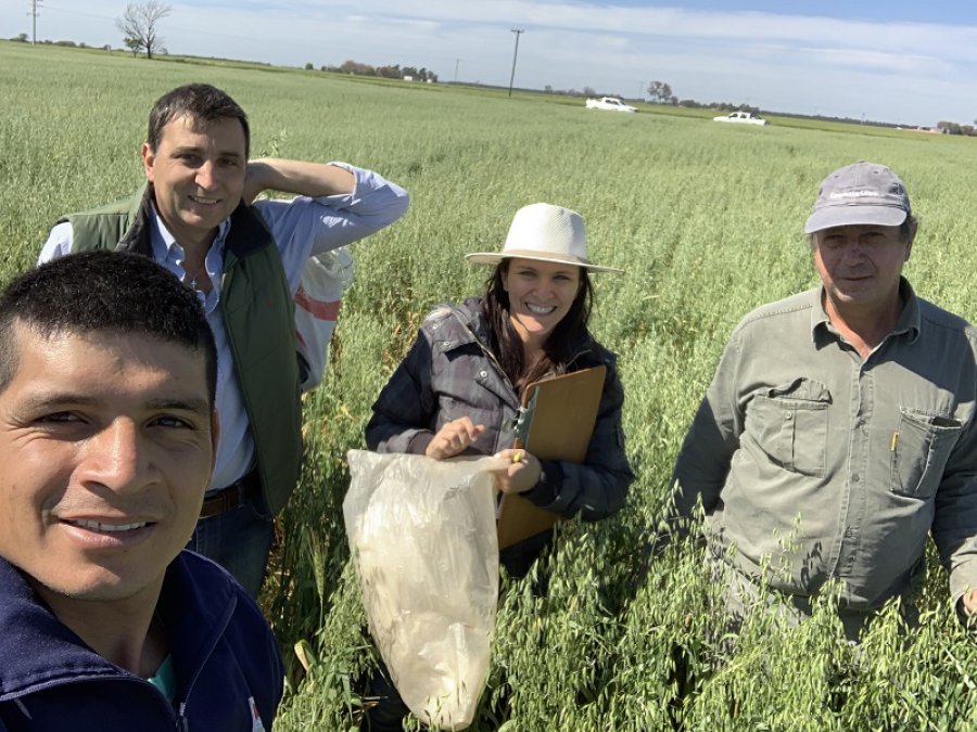 FOTO INTERNET DETALLES. Fueron brindados por investigadores de Reconquista, Santa Fe. FOTO INTERNET INCORPORACION DE AVENA. Aumentaría tres veces la producción de carne.