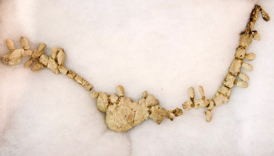 FOTO INTERNET UNA PRUEBA.  Fue mostrada por quienes la obtuvieron. FOTO INTERNET INVESTIGADORES. Con orgullo mostraron el descubrimiento.