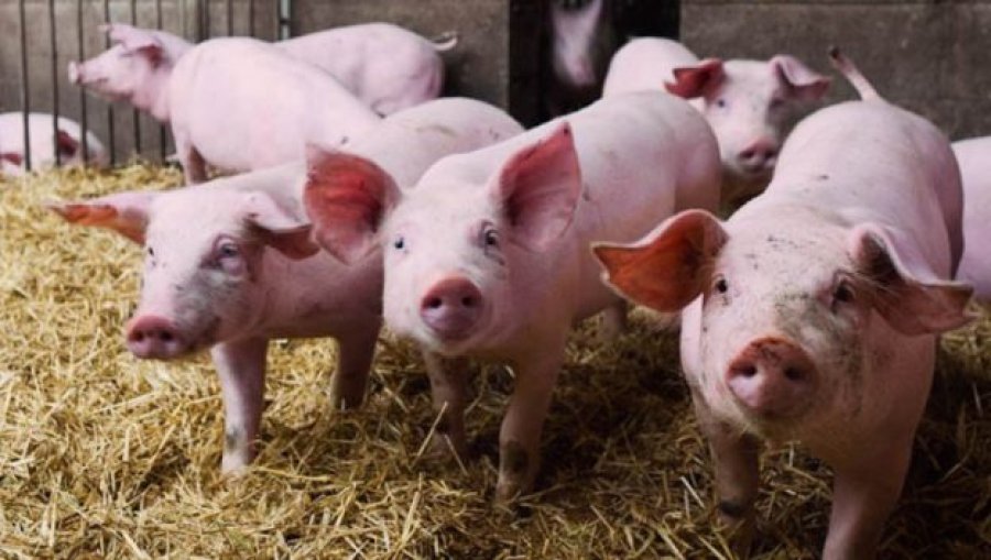 FOTO ARCHIVO PORCINOS.  La crisis sanitaria hace que Argentina incremente su potencial exportador.  FOTO ARCHIVO EXPORTACIONES.  Cerraron en 2019 con envíos cercanos a las 30.000 toneladas.