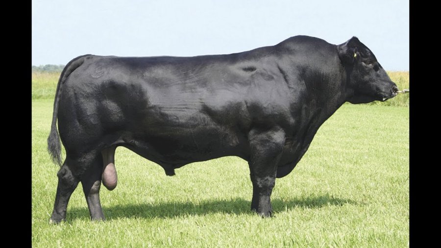 FOTO ARCHIVO GANADERIA. Crece la inseminación de vacas lecheras con razas carniceras. FOTO ARCHIVO INSEMINACION. Los productores de leche, se enfocan nuevamente en las vacas difíciles de preñar.