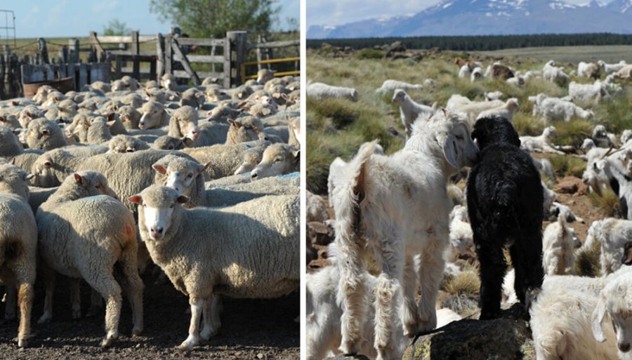 FOTO INTERNET OVINOS Y CAPRINOS. Recomiendan prestar atención a la salud de las majadas, y hacer una revisión clínica, sanitaria y corporal de madres y machos reproductores. FOTO INTERNET REVISION. Una muestra de lo que puede observarse.