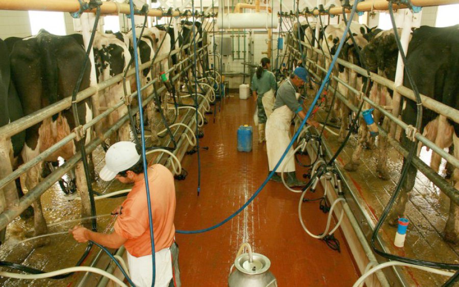 FOTO ARCHIVO PRECIO DE LA LECHE. Se tomaron decisiones respecto a valores de mayo. FOTO ARCHIVO PRODUCTORAS. Se puso valor a lo que aportan.