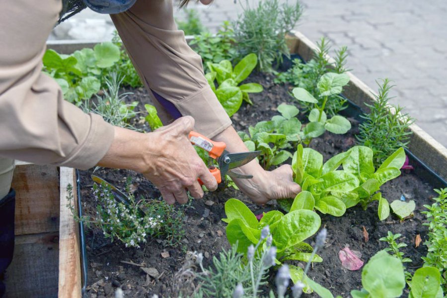 FOTO INTERNET GERMINACION. Un resumen de las principales fallas, en esta nota. FOTO INTERNET HUERTA. Lo que hay que conocer.