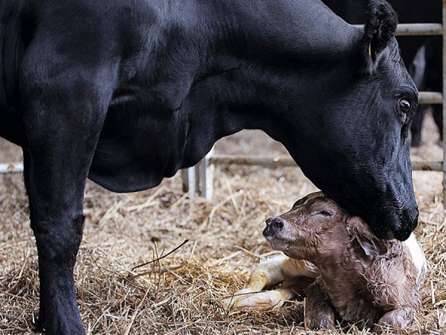FOTO ARCHIVO VACA PREÑADA. Lo que se debe saber para evitar enfermedades. FOTO ARCHIVO LACTANCIA. Se deben evitar problemas en la vaca.