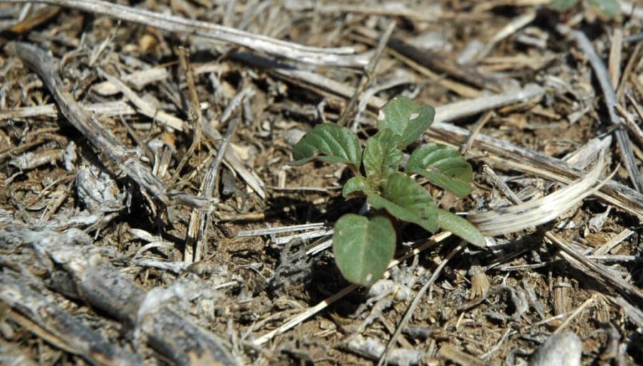 FOTO INTERNET MALEZAS. Un herbicida es la clave para que no prosperen en invierno.
