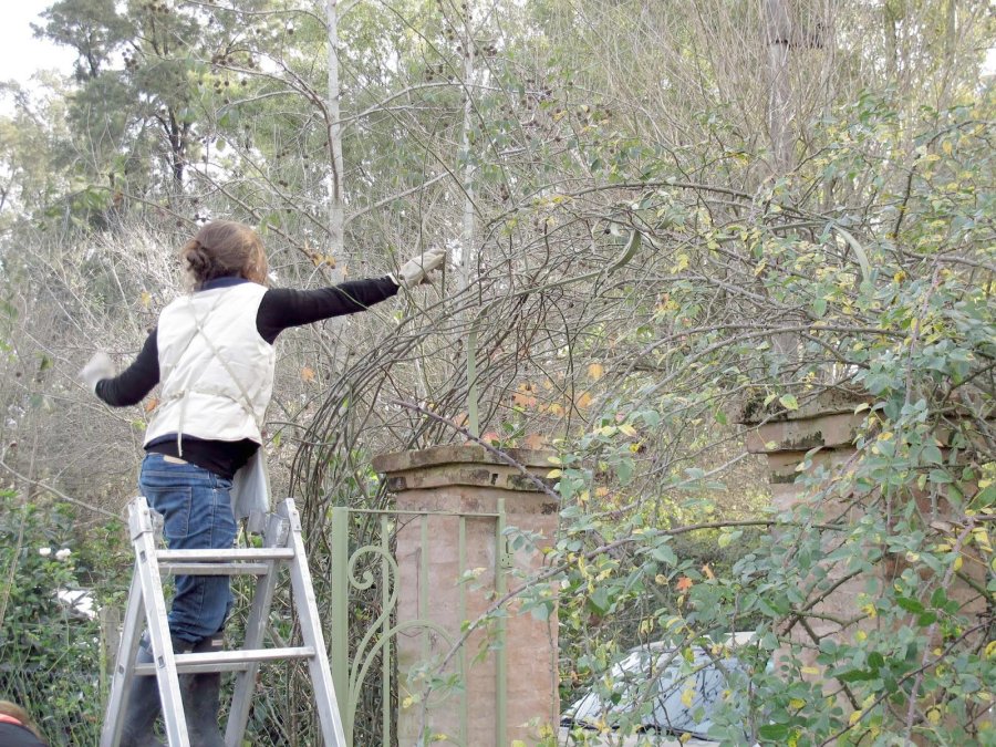 FOTO ARCHIVO  PODA. Una acción básica para la salud de cualquier jardín.