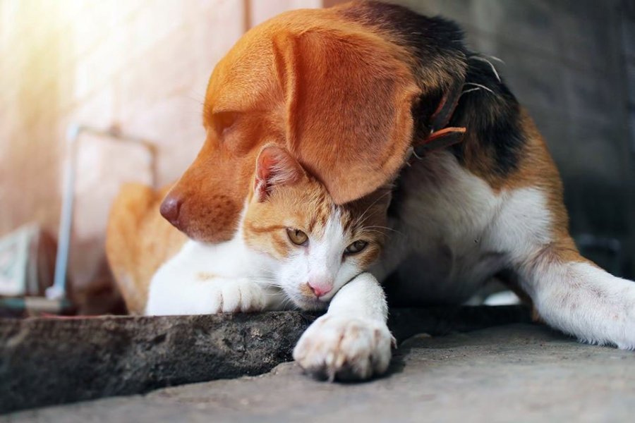 FOTO CP// FELINOS Y CANINOS// Seguir&aacute;n recibiendo atenci&oacute;n, con turnos.