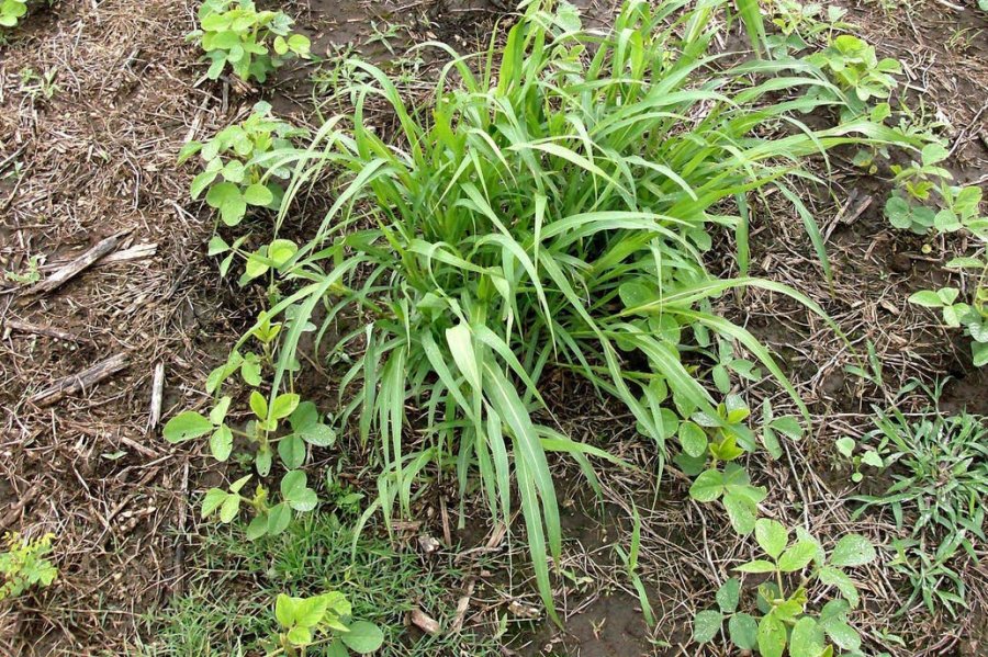 FOTO INTERNET MALEZAS. Afectan el rinde de la soja y el maíz, entre otros cultivos.  FOTO ARCHIVO ERRADICACION.  Se busca en las malezas.