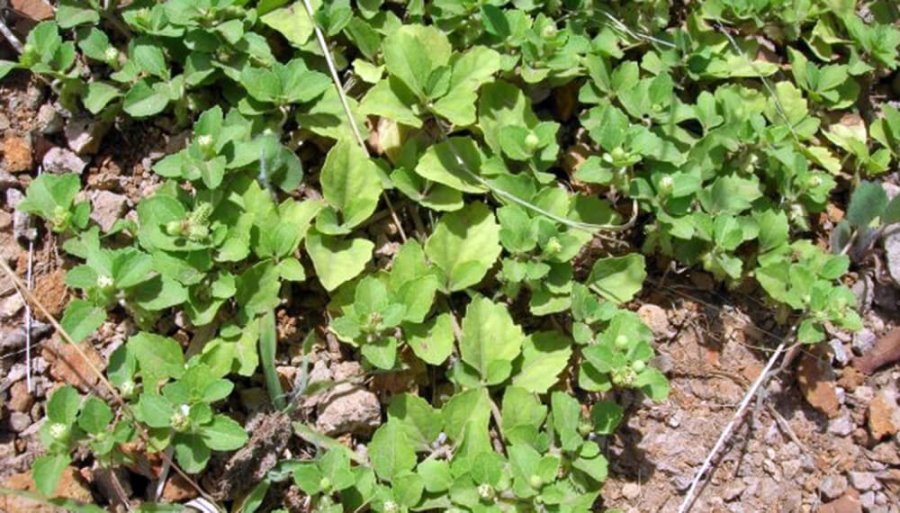 IMAGEN INTERNET  FOTO INTERNET TAPECUE. Una planta nativa de la provincia de Misiones.  IMAGEN INTERNET