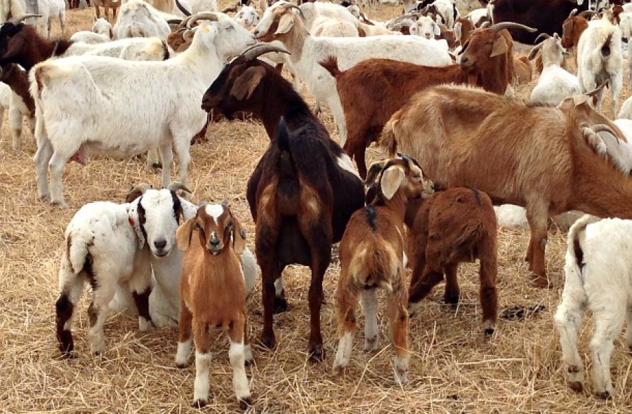 FOTO INTERNET CAPRINOS. Se busca un fortalecimiento en la provincia de Córdoba.