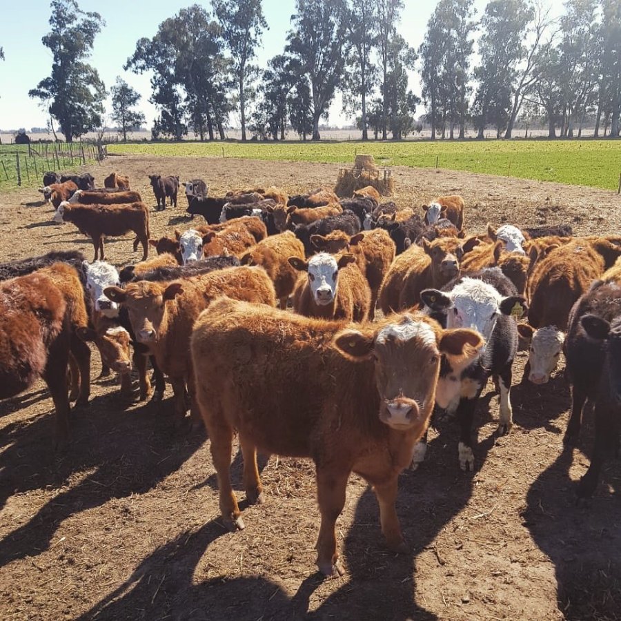 FOTO ARCHIVO TERNEROS. La cría del futuro es la producción industrial.  FOTO ARCHIVO RODOLFO PERALTA. Habló sobre evaluación genética.
