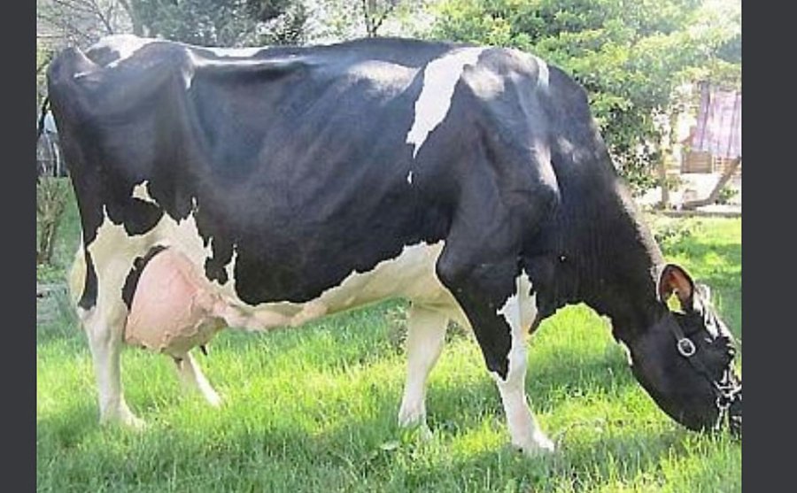 FOTO INTERNET NELLY. Un orgullo de productores austríacos.