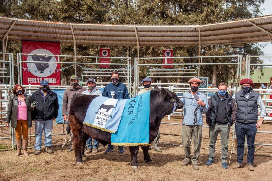 FOTO INTERNET. GRAN CAMPEON MACHO ANGUS. En la exposición en Huinca Renancó, provincia de Córdoba.