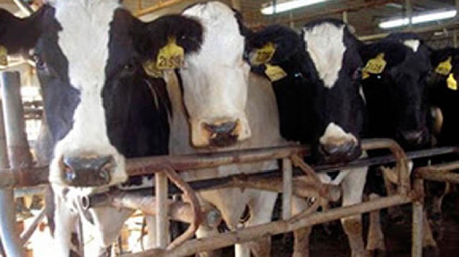 FOTO INTERNET VACAS. Se trabaja para fortalecer el sistema inmune.  FOTO INTERNET GEORGINA TIRABOSCHI. Dijo que se trabaja en alternativas terapéuticas.