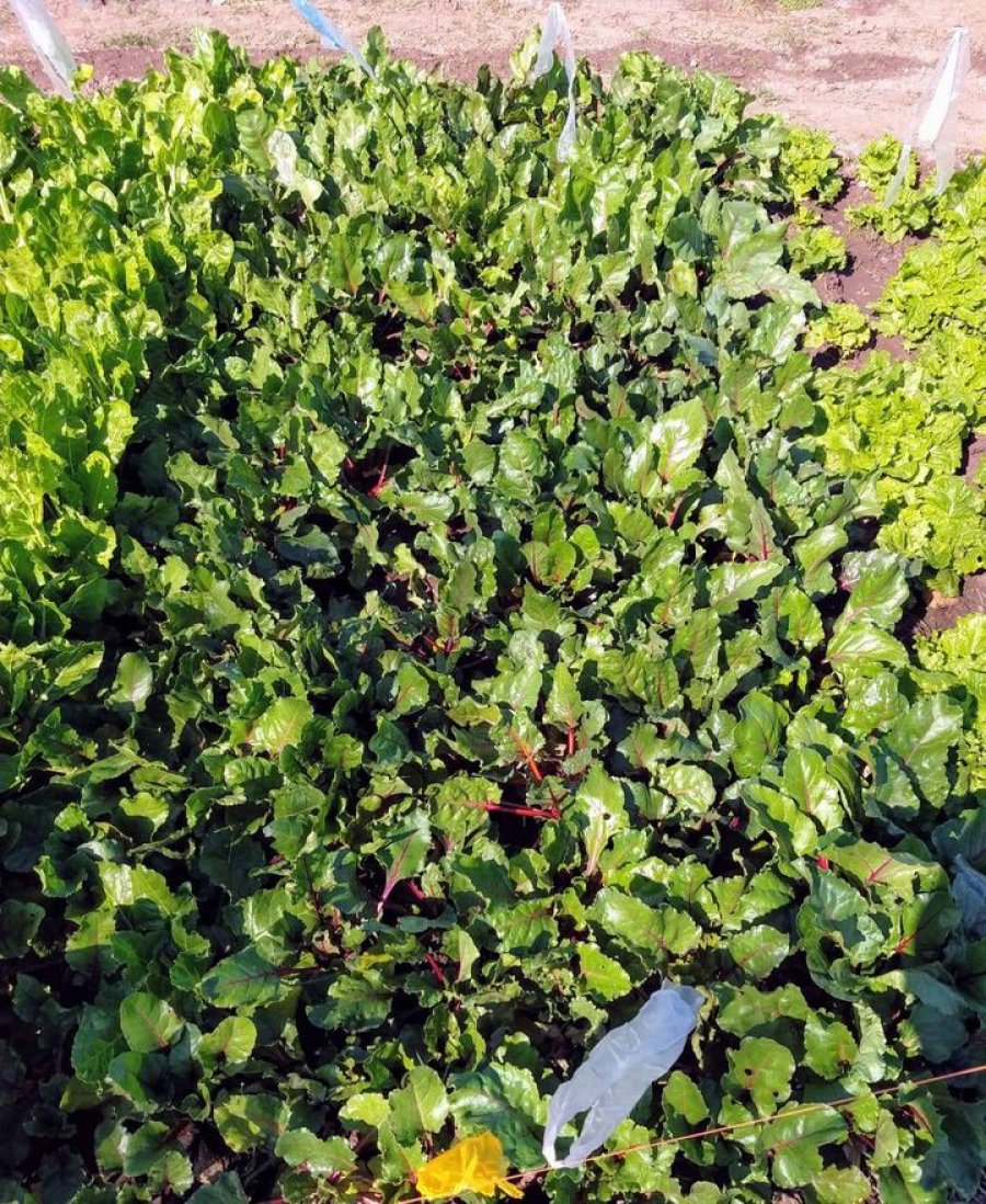 FOTO COMUNICACI&Oacute;N// HUERTA./ Vista parcial del emprendimiento.