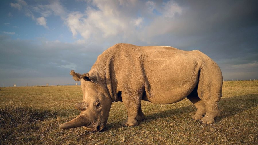 FOTO NATIONAL GEOGRAPHIC// RINOCERONTE// Especie en peligro de extinci&oacute;n.