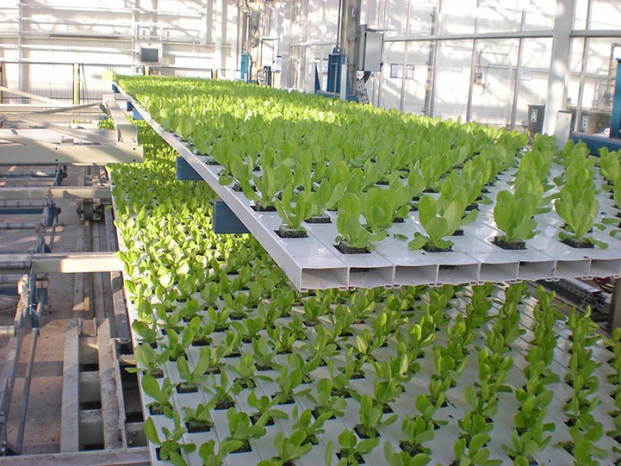 FOTO ARCHIVO HIDROPONIA. Una interesante alternativa para cultivar en espacios chicos.