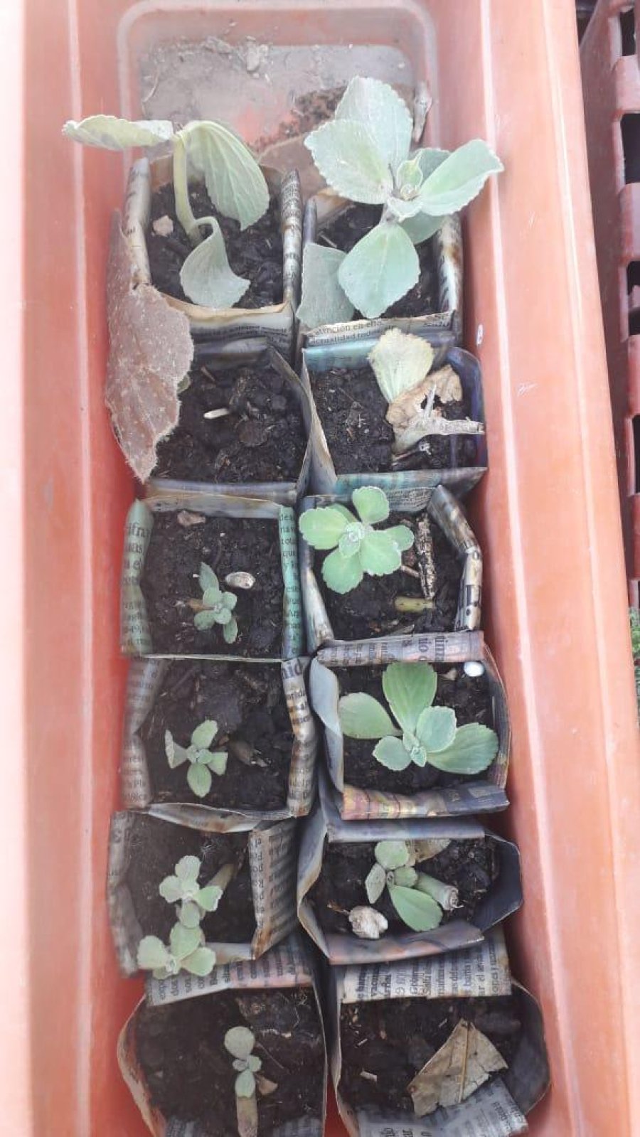 archivo Soledad Sales