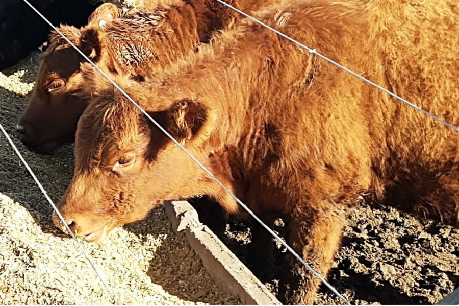 IMAGEN INTERNET DIETA. Es clave analizar las diversas fuentes con la consulta a un profesional. IMAGEN INTERNET
