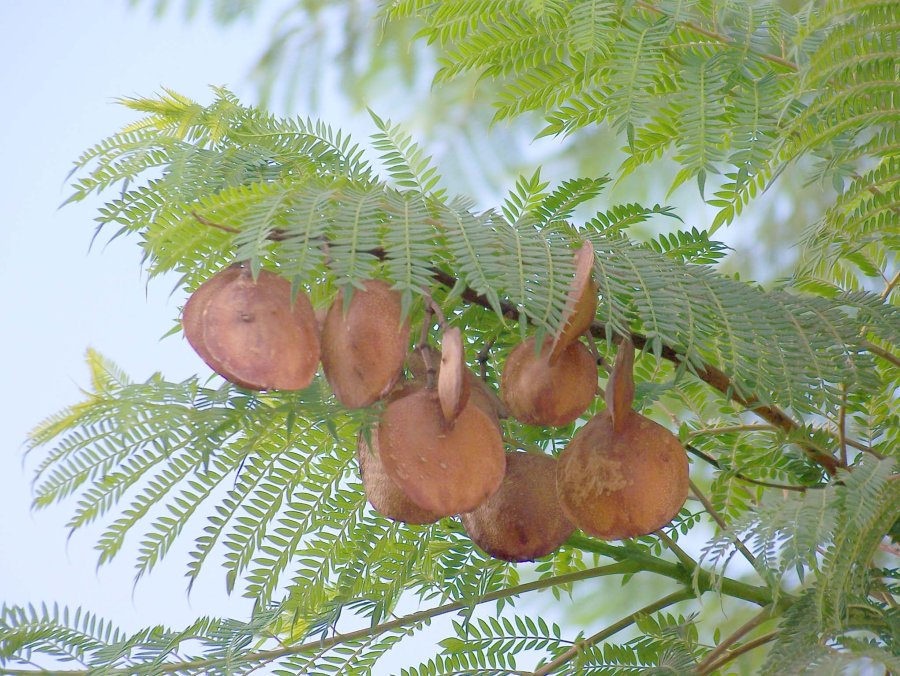 Frutos maduros todavía sin abrir  Fruto maduro abierto con semillas
