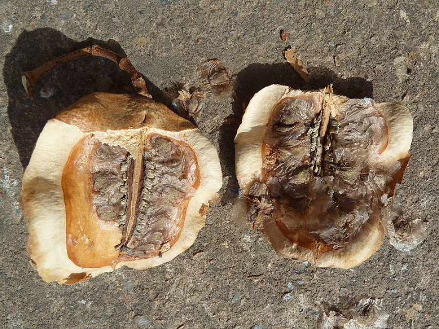 Frutos maduros todavía sin abrir  Fruto maduro abierto con semillas